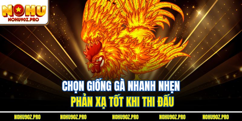 Chọn giống gà nhanh nhẹn, phản xạ tốt khi thi đấu.